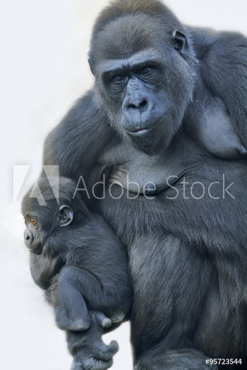 Picture of A gorilla mother with her baby hanging on her arm